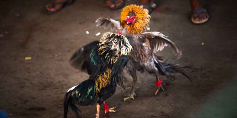 Tổng hợp cách đá gà cựa dao luôn thắng