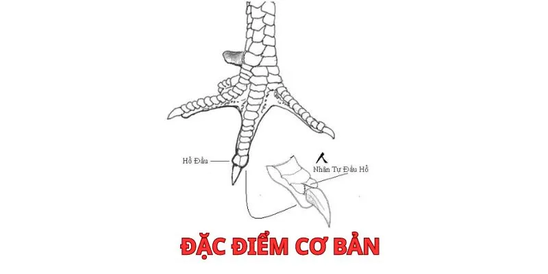 Đặc điểm của vảy dặm ở ngón chúa