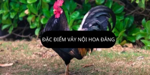 Vảy nội hoa đăng – Nét độc đáo cho chiến kê bất bại
