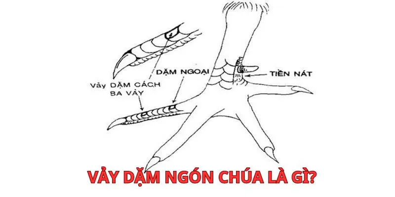 Nhìn vào chân và vảy gà