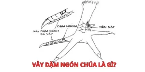 Gà Có Vảy Dặm Ngón Chúa Là Gì? Bí Kíp Chọn Chiến Kê Đá Tốt