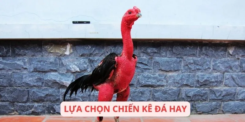 Dấu hiệu chiến kê có vảy dặm chúa hiếu chiến